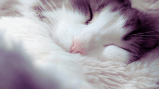 【オリジナルソング】ひなたを見つけに / セイ論主義【2nd Single】